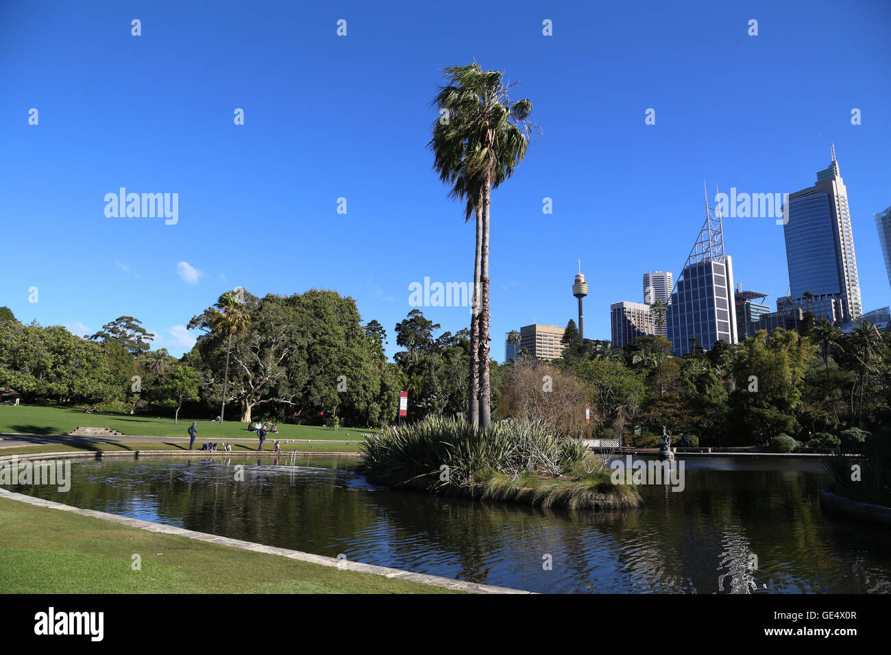 Sydney, Australia. 23 July 2016. The ponds in the Royal Botanic Garden