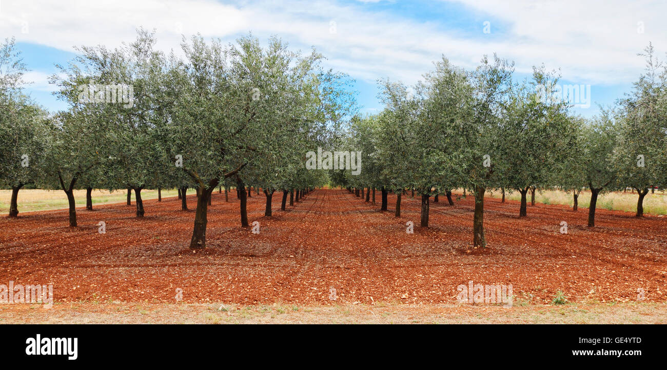 Olive tree plantation in Istria, Croatia. Olive trees in a row. Stock Photo