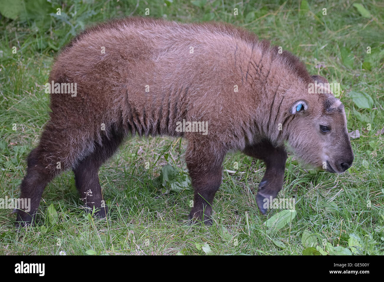Baby takin hi-res stock photography and images - Alamy