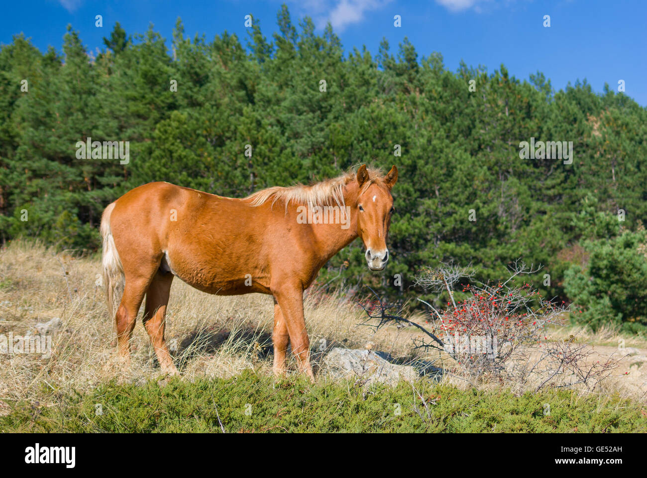 Beautiful Tatar chestnut horse near bush of wild dog-rose at autumnal season in Crimean mountains Stock Photo