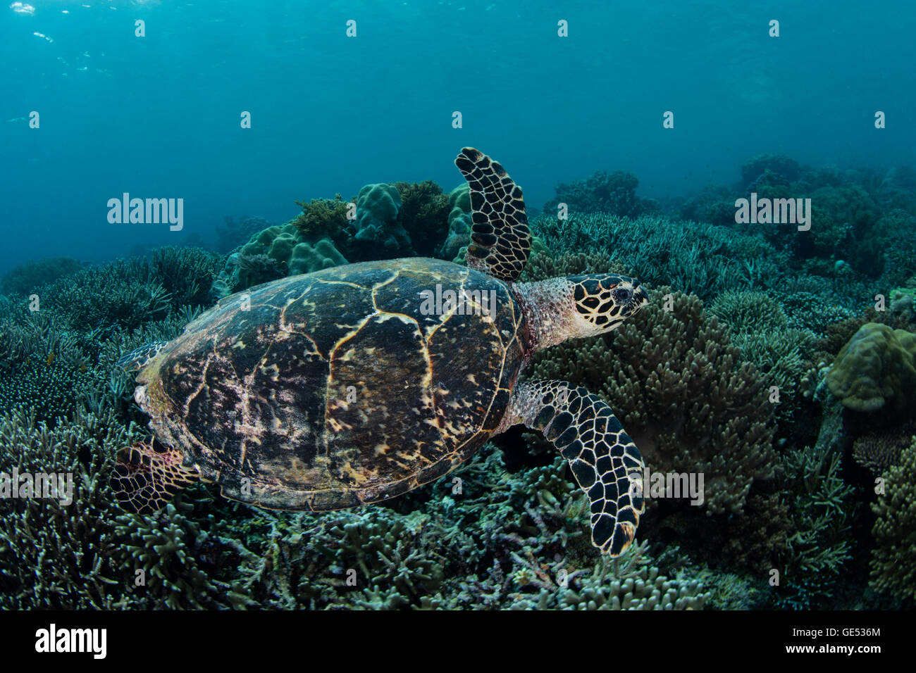 A Hawksbill sea turtle (Eretmochelys imbricata) swims over a coral reef in Raja Ampat, Indonesia. This is an endangered species. Stock Photo