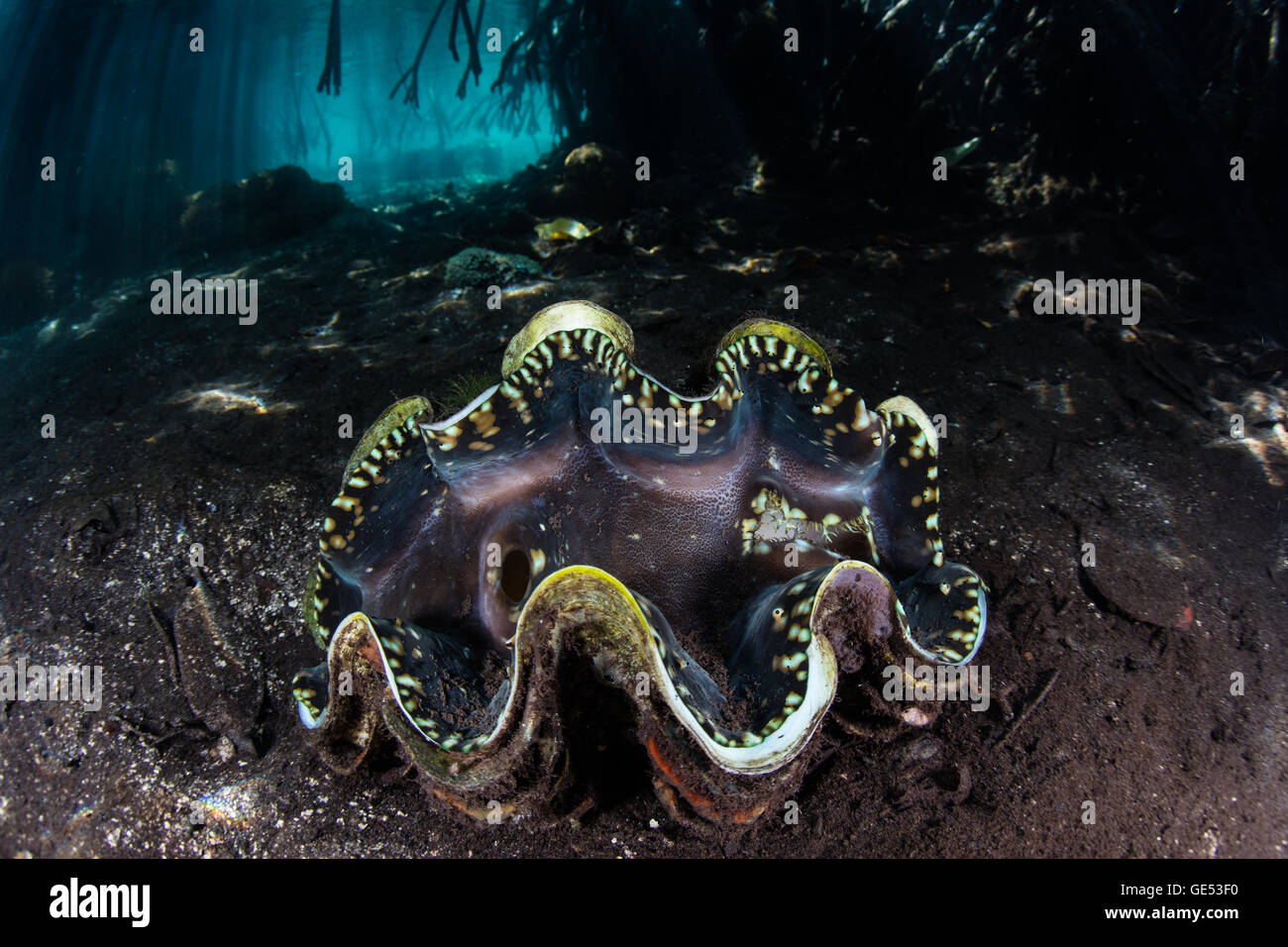 A giant clam (Tridacna squamosa) grows on the edge of a blue water mangrove in Raja Ampat, Indonesia. Stock Photo