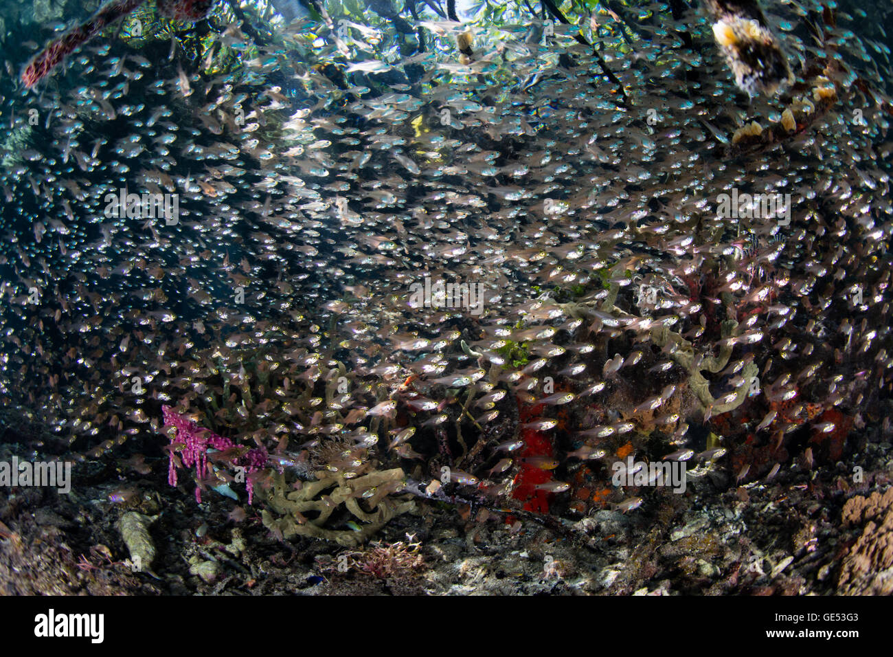 Tiny fish swarm along the edge of a mangrove forest in Raja Ampat, Indonesia. Mangroves serve as nurseries for many species. Stock Photo