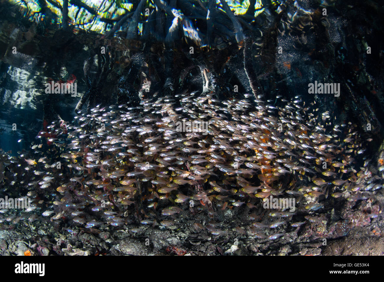 Tiny fish swarm along the edge of a mangrove forest in Raja Ampat, Indonesia. Mangroves serve as nurseries for many species. Stock Photo