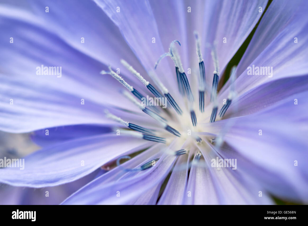 Chicory flower hires stock photography and images Alamy