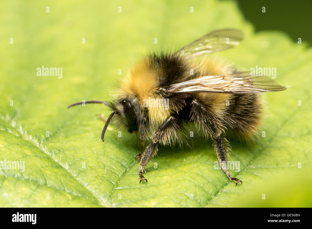 A male Early Bumblebee (Bombus pratorum) Stock Photo