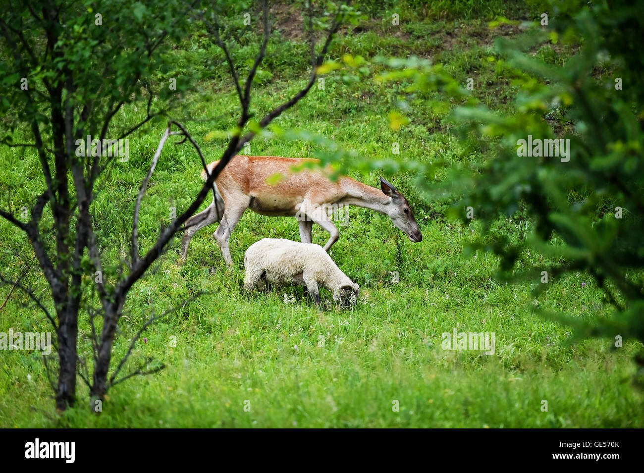 A deer graze next to sheep on a meadow Stock Photo