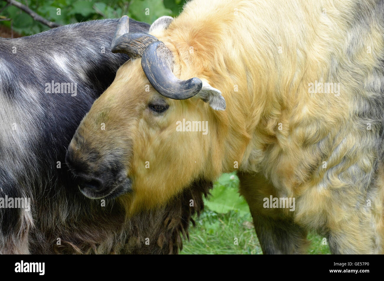 Takin Rearing Takin in the outdoors Stock Photo - Alamy