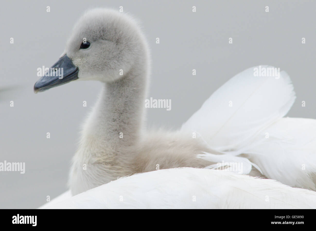 Mute Swan [Cygnus olor] carrying a baby on its back on the River Ant, The Norfolk Broads, UK Stock Photo