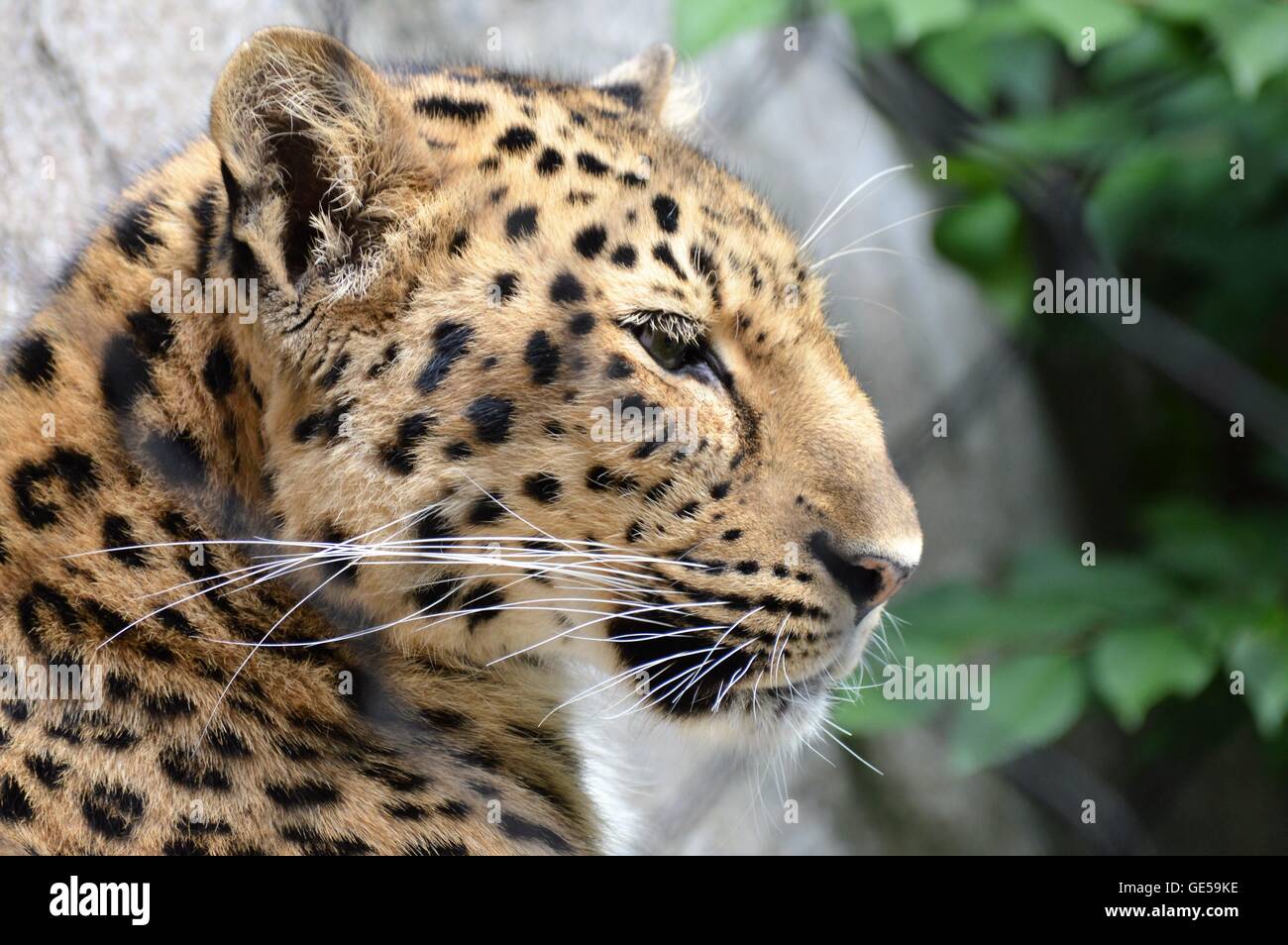 Close up of an Amur Leopard Stock Photo - Alamy