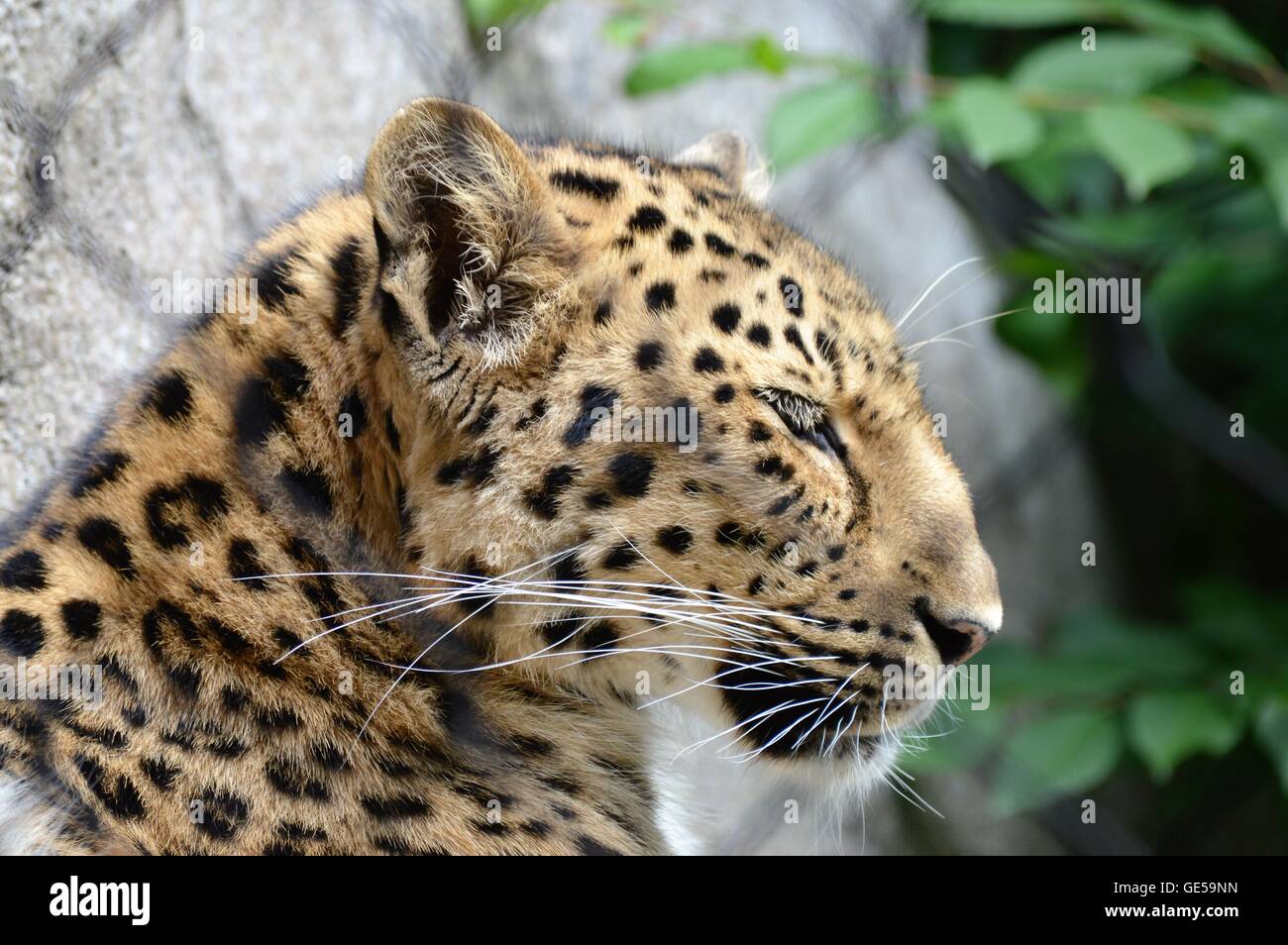 Close up of an Amur Leopard Stock Photo - Alamy