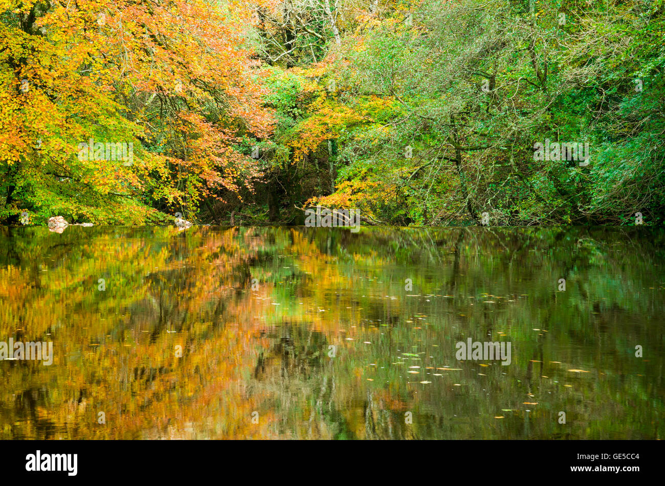 Autumn colour in Whiddon Wood reflected in the River Teign at Drogo Weir. Dartmoor National Park, Devon, England. Stock Photo