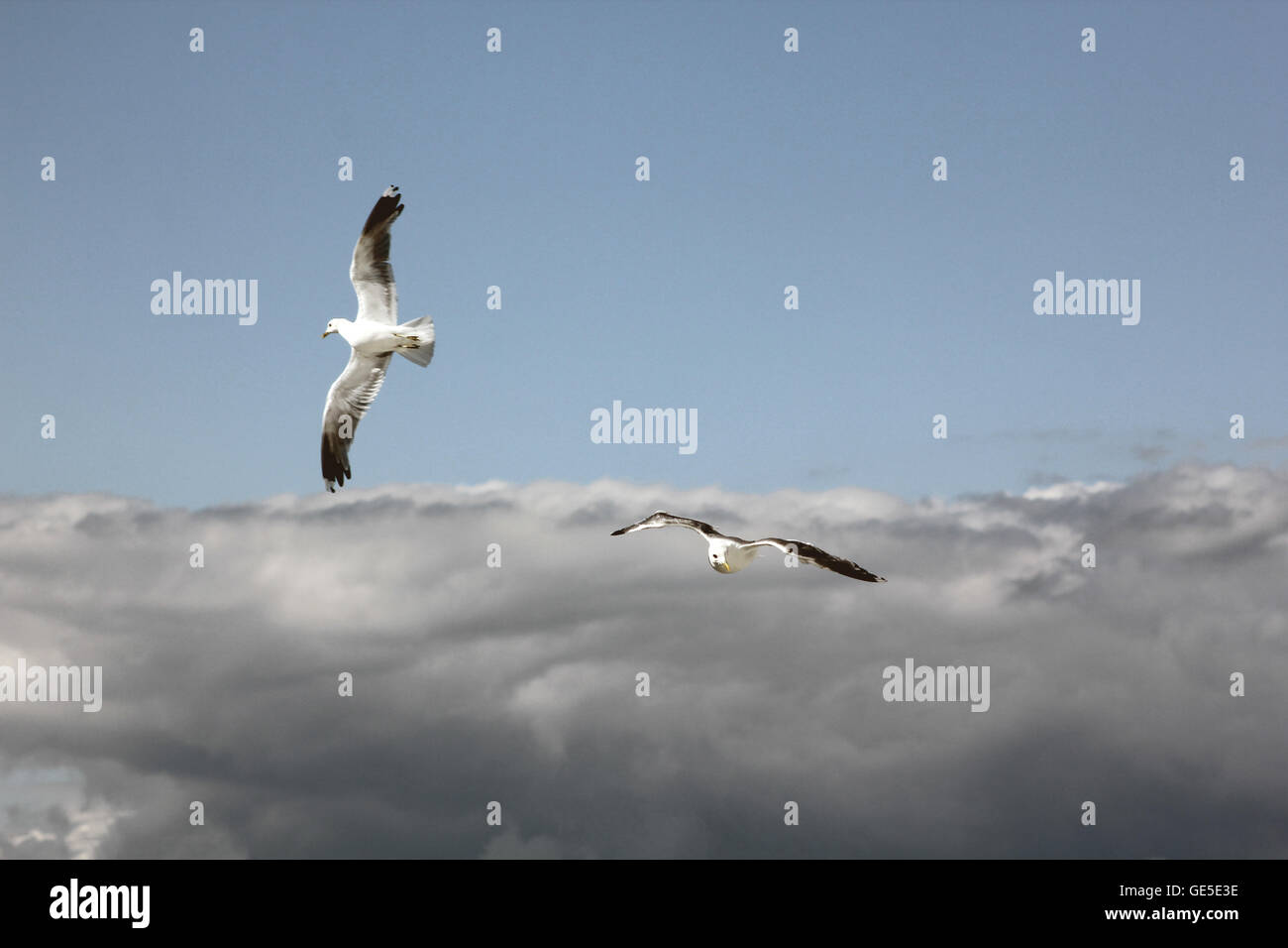 The birds are flying in the blue sky Stock Photo - Alamy