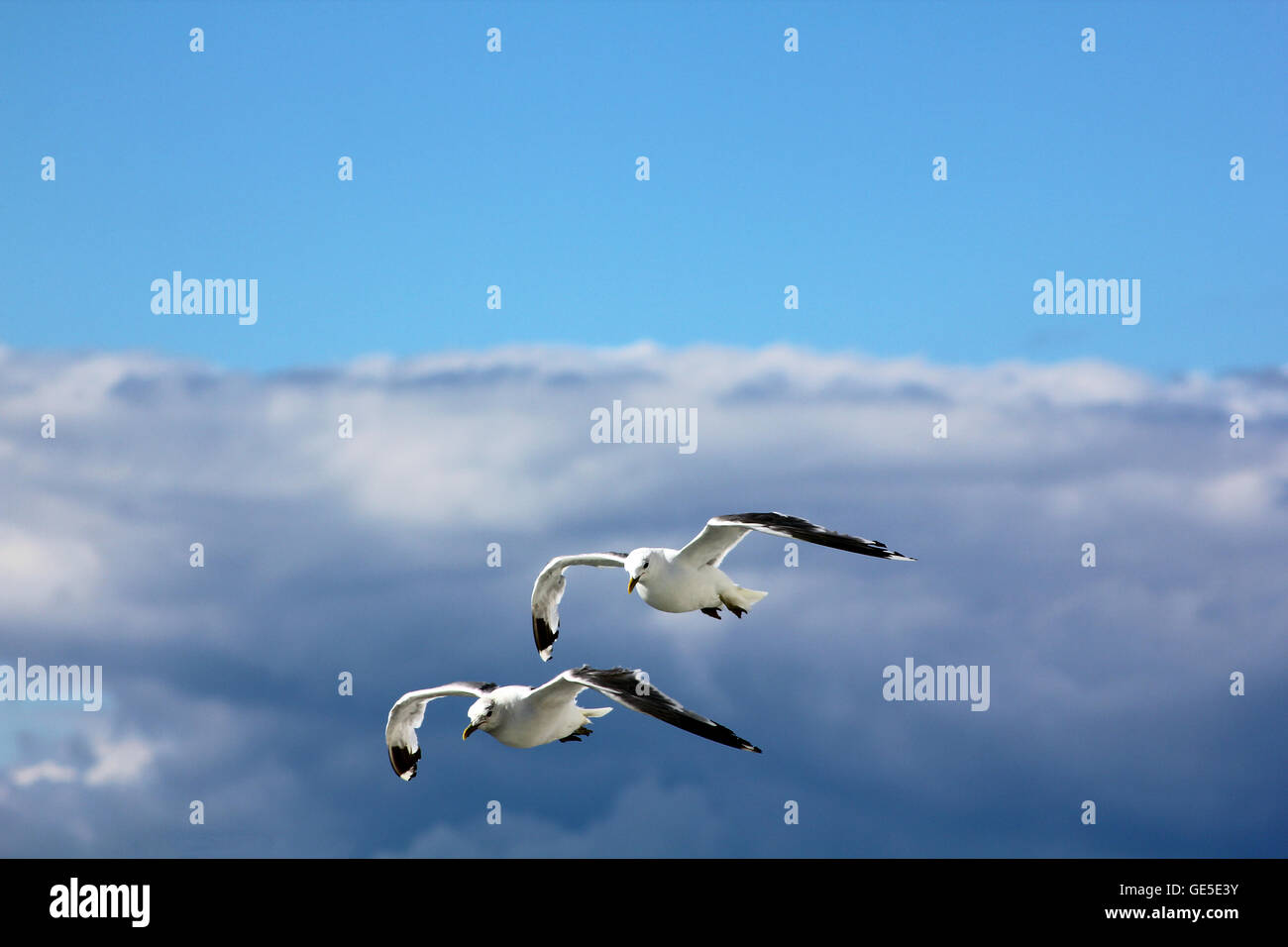 The birds are flying in the blue sky Stock Photo - Alamy