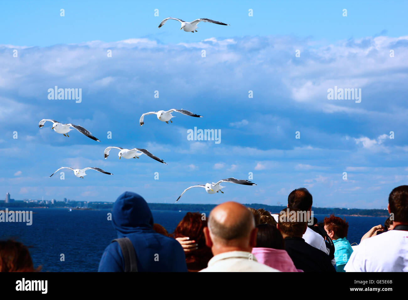 The birds are flying in the blue sky Stock Photo - Alamy