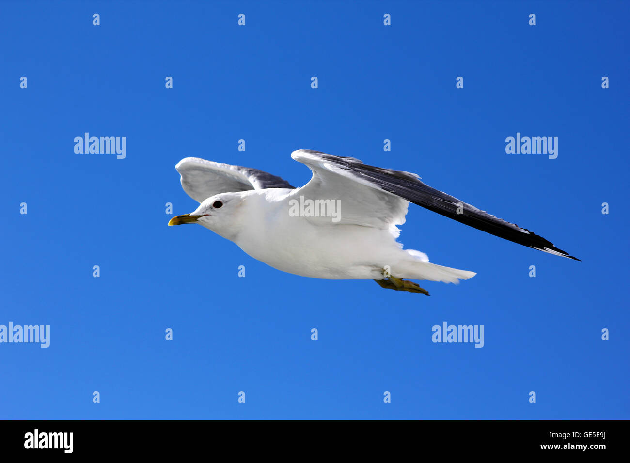 The bird is flying in the blue sky Stock Photo - Alamy