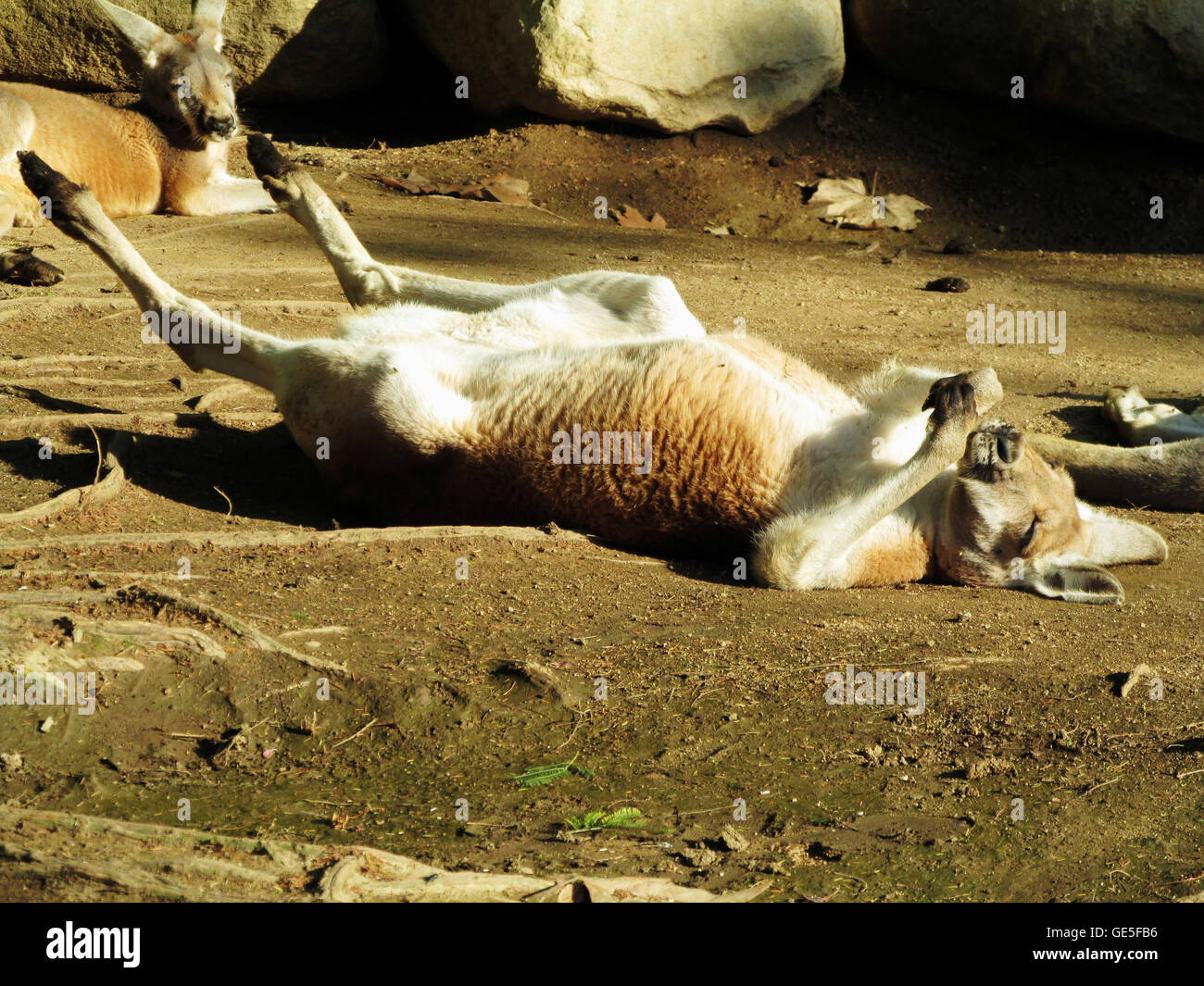 Kangaroo with his friend are trying to sleep Stock Photo - Alamy