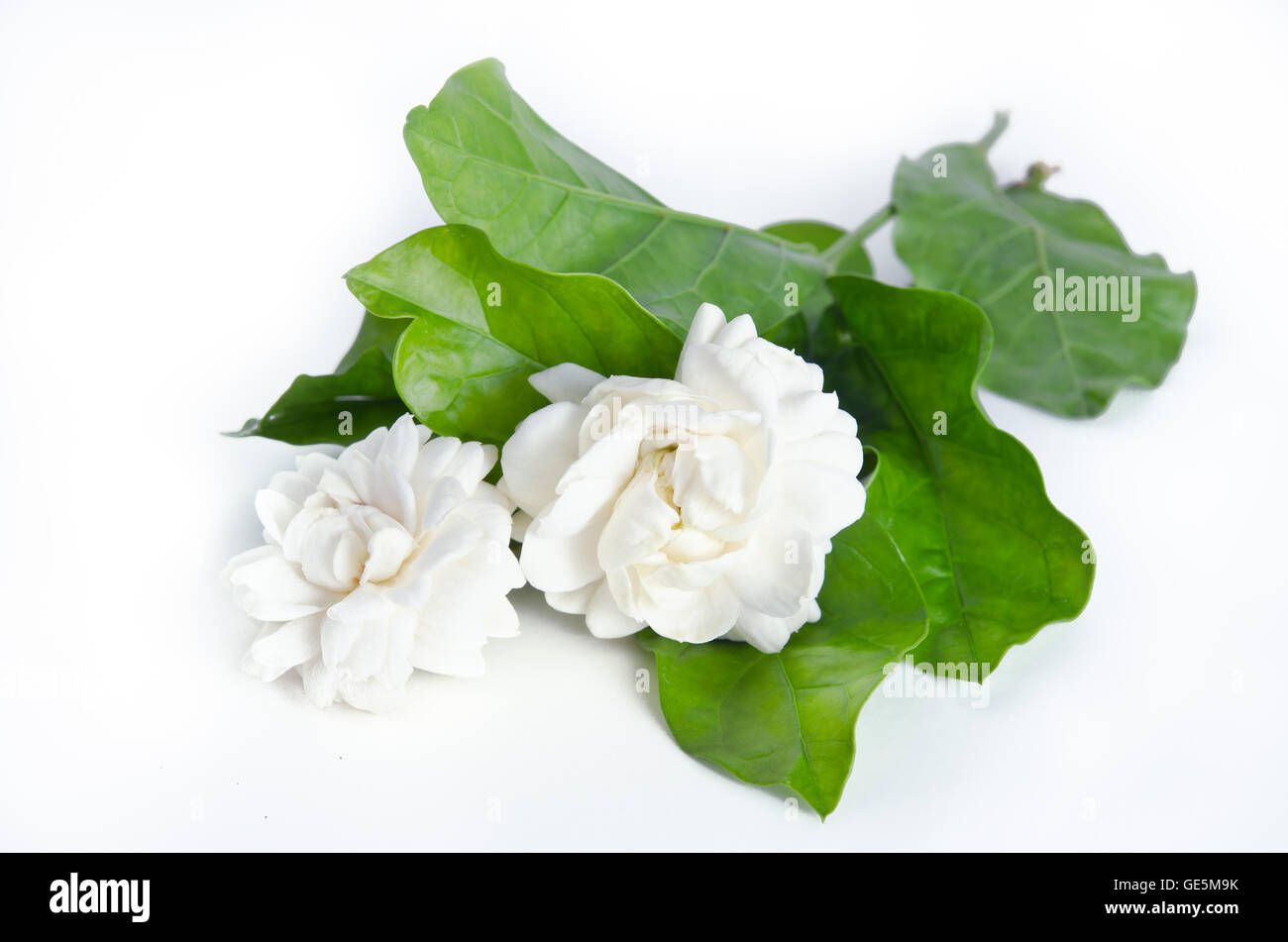 Jasmine (Other names are Jasminum, Jasmine Melati, Jessamine, Jasmine