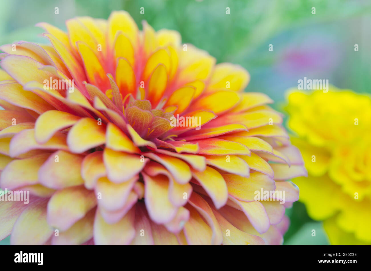 Pink and yellow hybrid Aster flower (Science name Callistephus chinensis, family name Compositae) in Rama 9 (local name) nationa Stock Photo