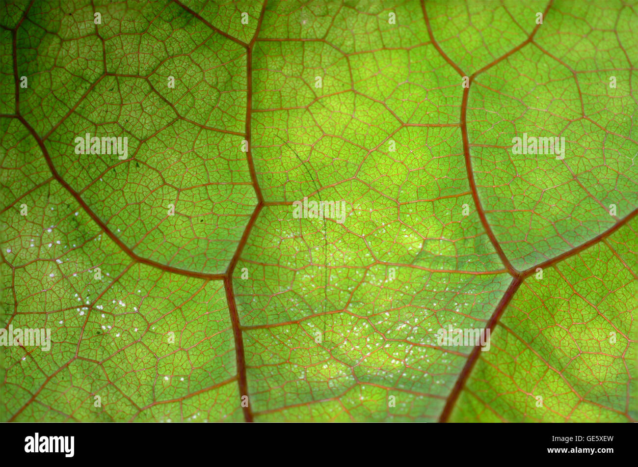 Close up view of green leaf and veins Stock Photo - Alamy