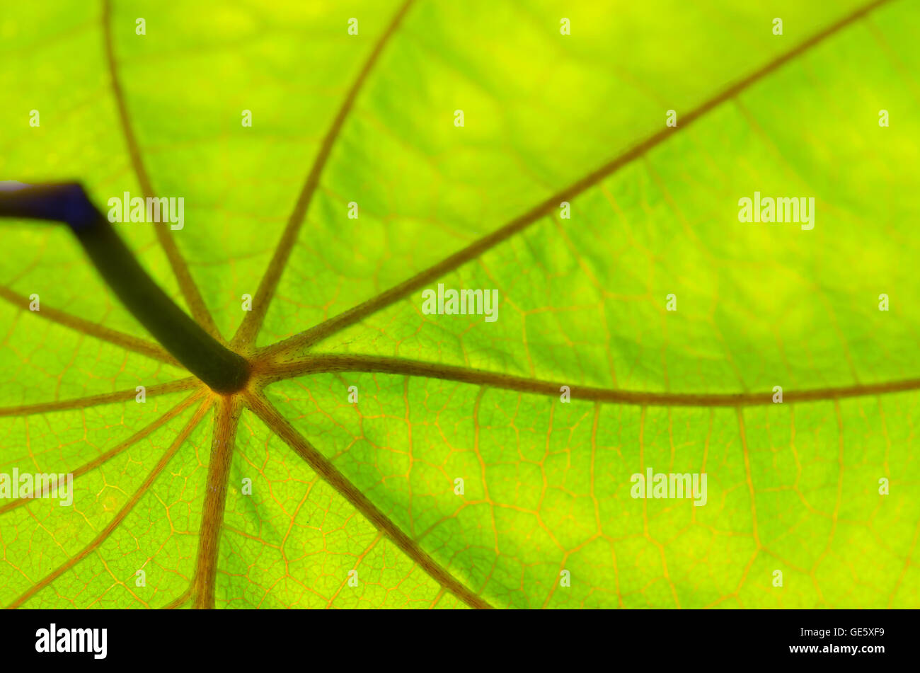 Close up view of green leaf and veins Stock Photo - Alamy