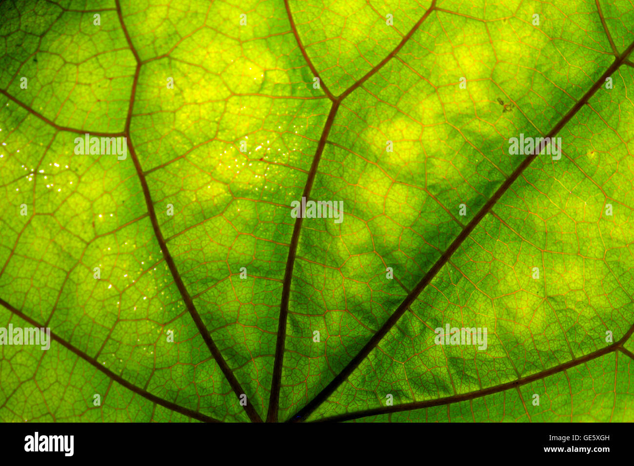 Close up view of green leaf and veins Stock Photo - Alamy