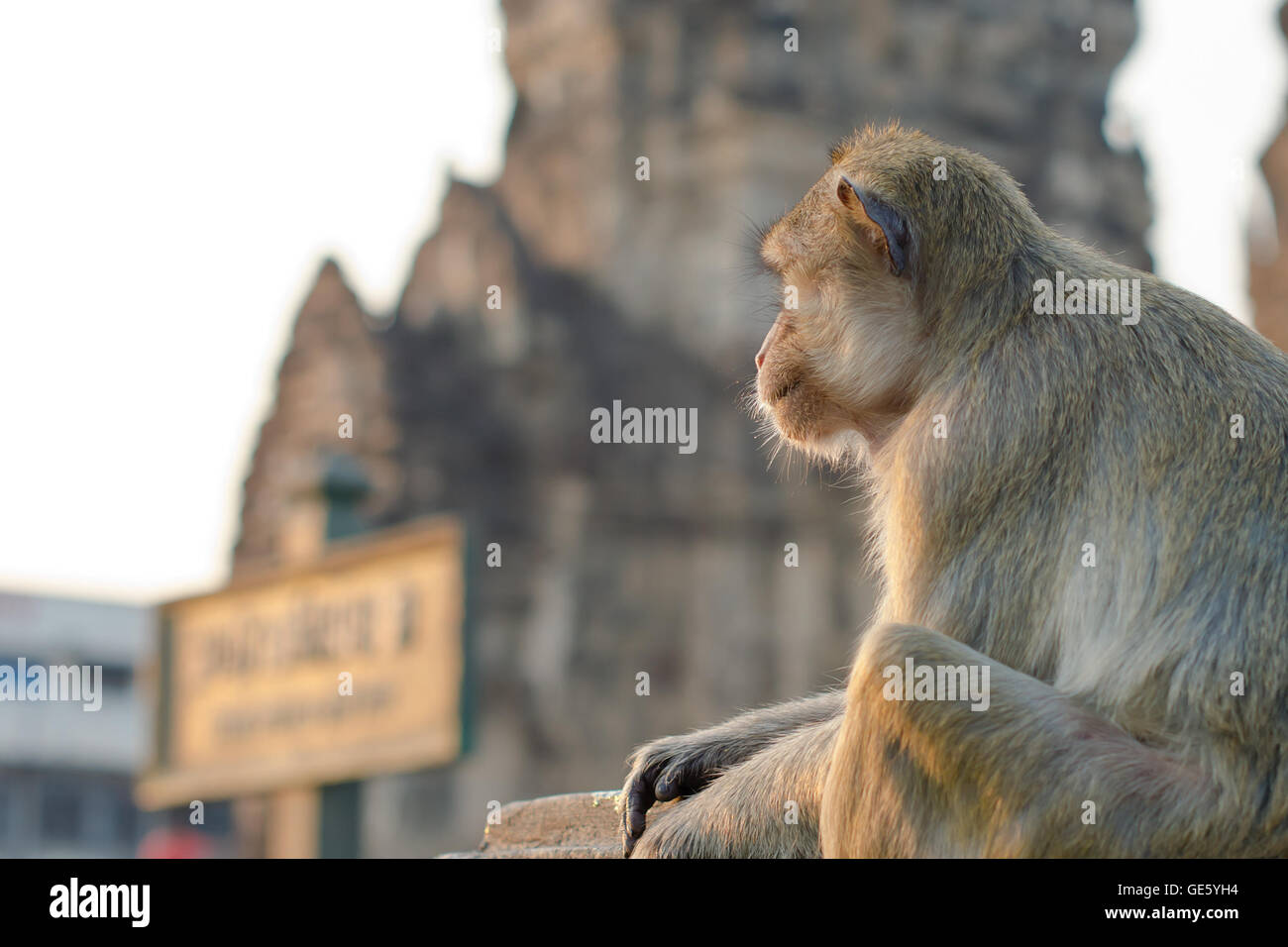 Long Hair Monkey High Resolution Stock Photography And Images Alamy