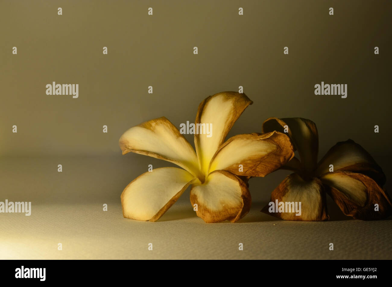 Plumeria flower on the table with its big leaf Stock Photo