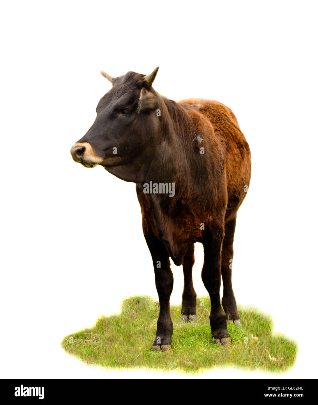 Australian beef cattle breed - cow isolated on white - angus, charolais, brahman cross Stock Photo