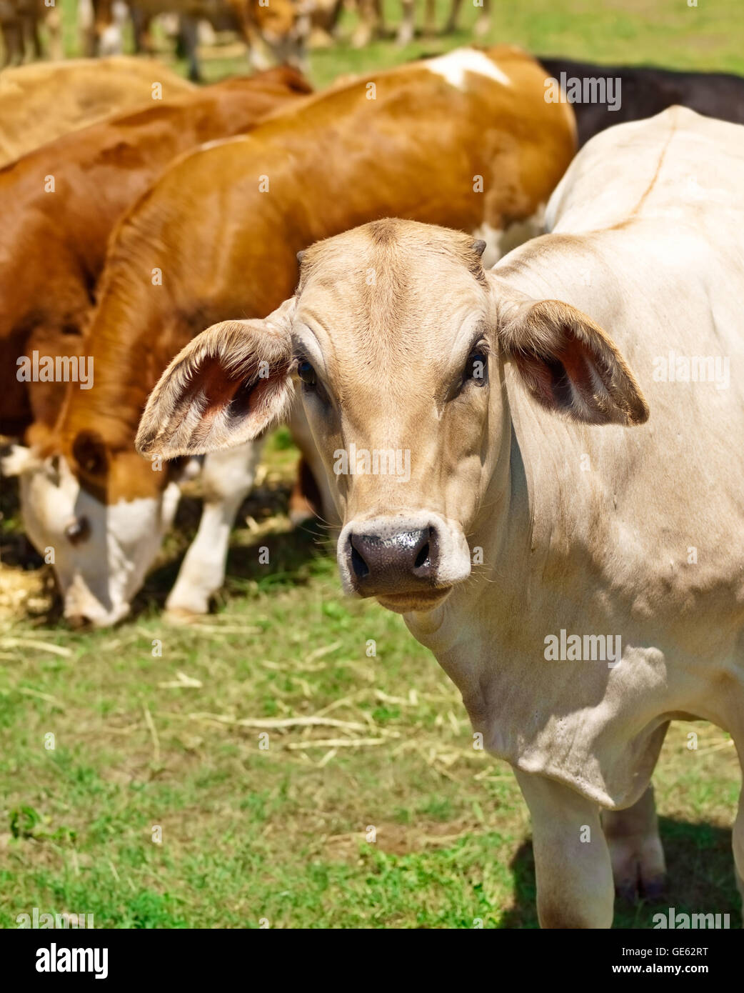 australian beef cattle brown and white grazing Stock Photo