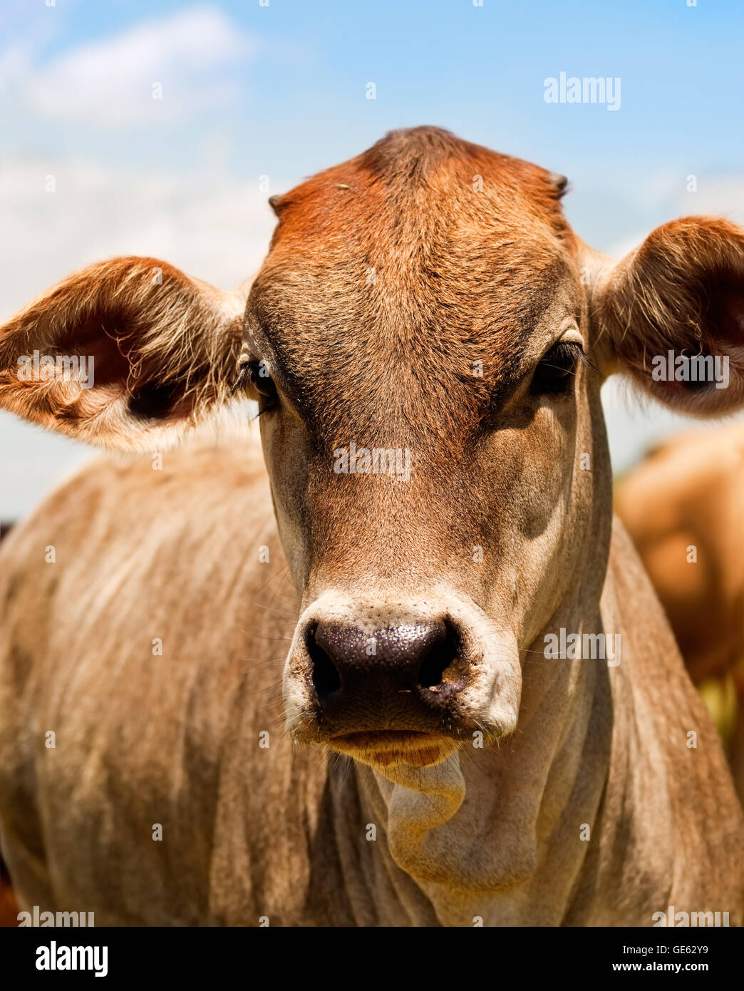 Australian beef cattle young yearling cow portrait against blue sky Stock Photo