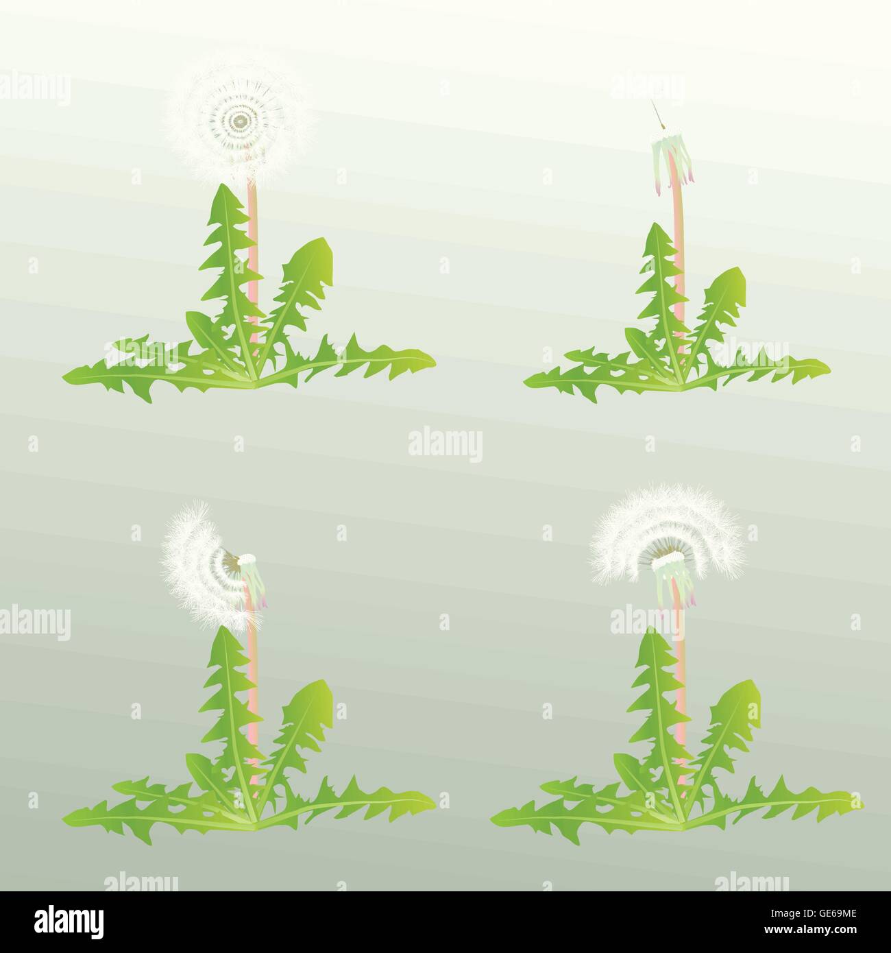 Blow Dandelion vector background for poster Stock Vector