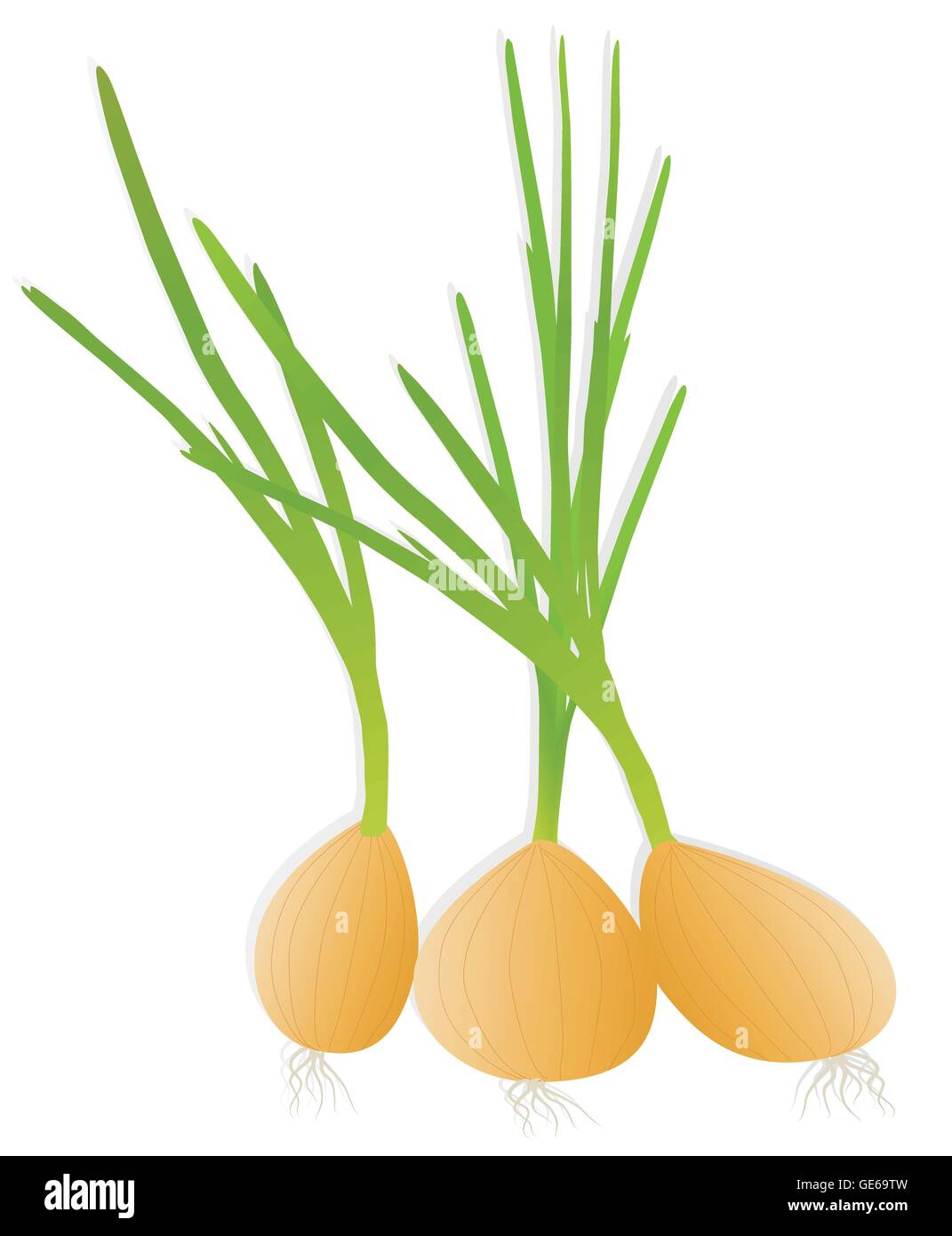 Green onions and spring onions detailed illustration background vector
