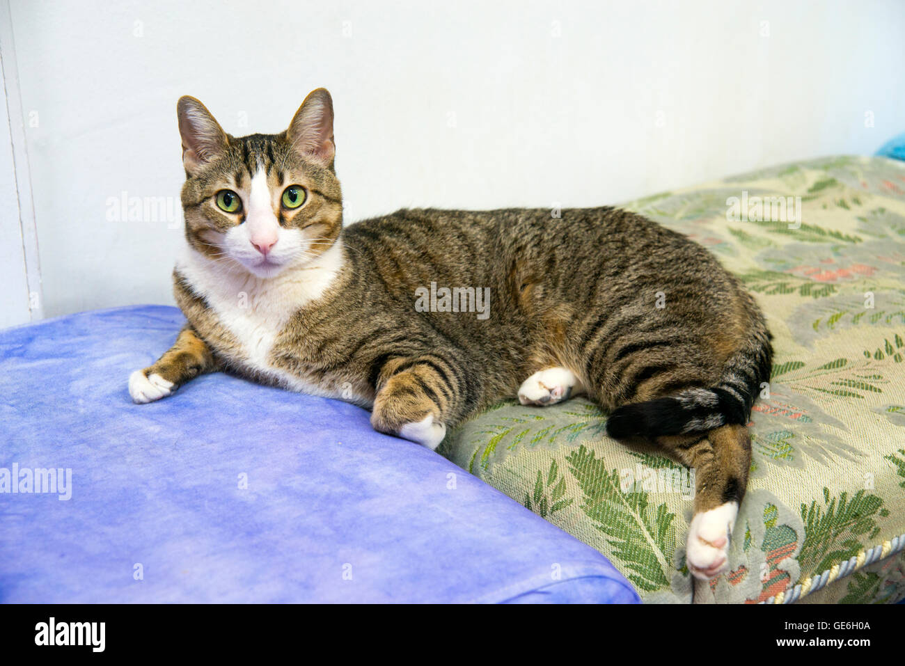 Tabby and white cat lying on cushions Stock Photo Alamy
