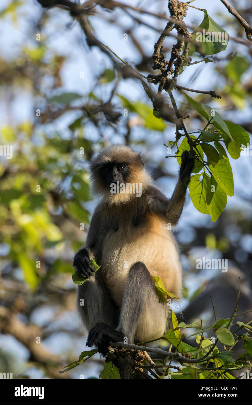 A Hanuman langur caught with a surprised expression while feeding in Wayanad, Kerala, India Stock Photo