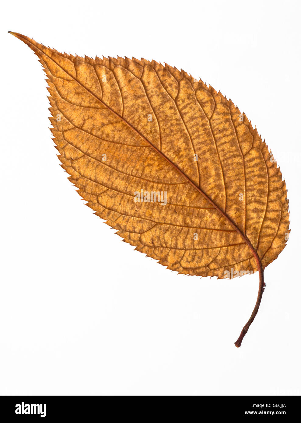 reverse side of pressed brown leaf, showing veins and details Stock Photo