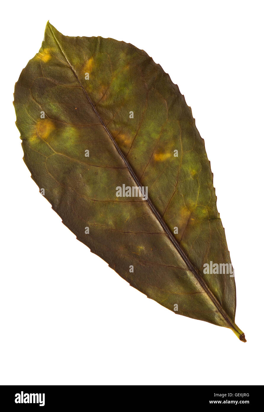 dried pressed leaf in obovate shape Stock Photo
