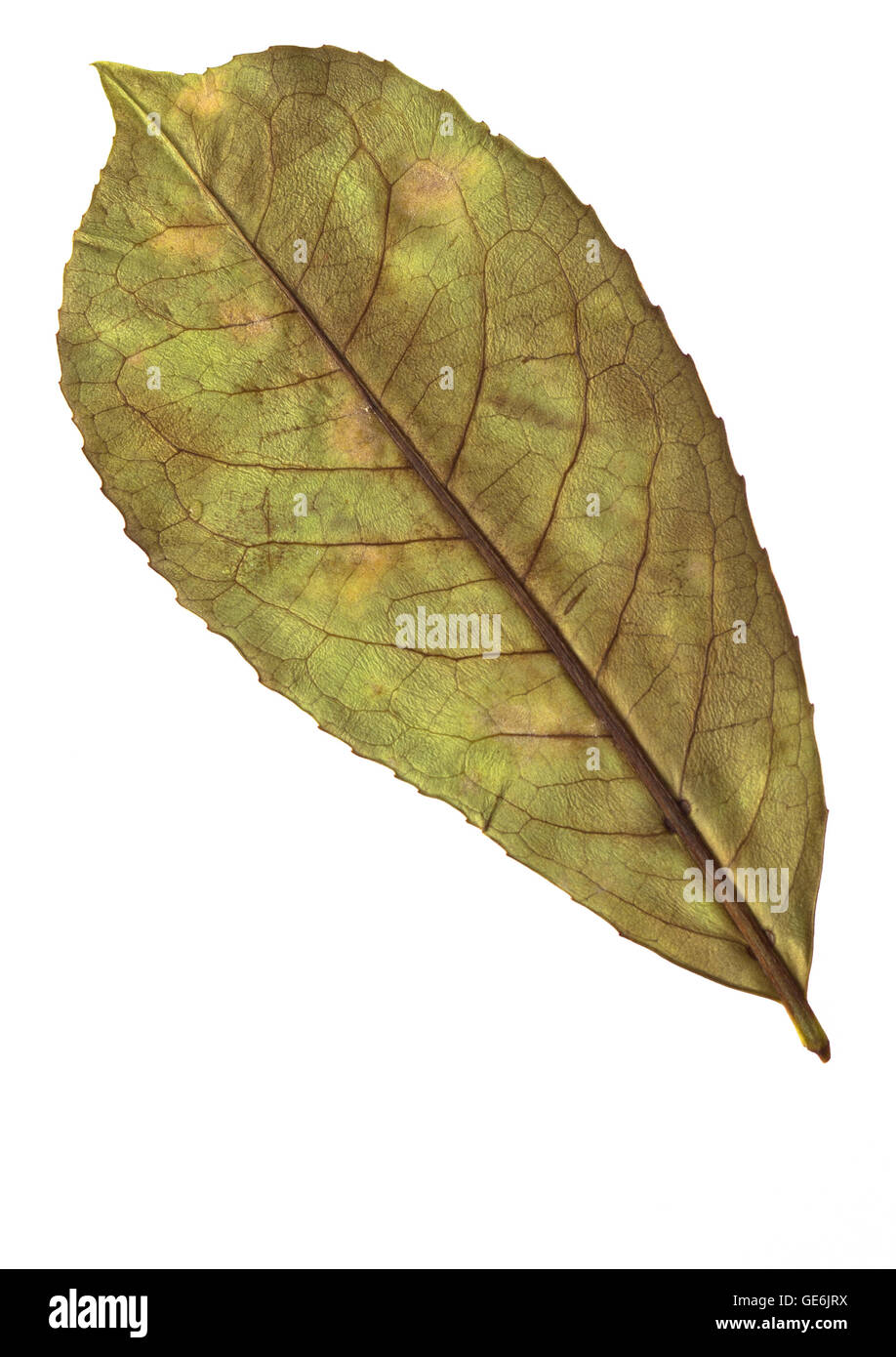 reverse side of dried pressed leaf in obovate shape Stock Photo