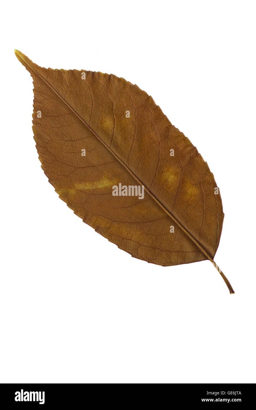 reverse side of brown leaf, showing veins and texture on white backdrop ovate shape Stock Photo