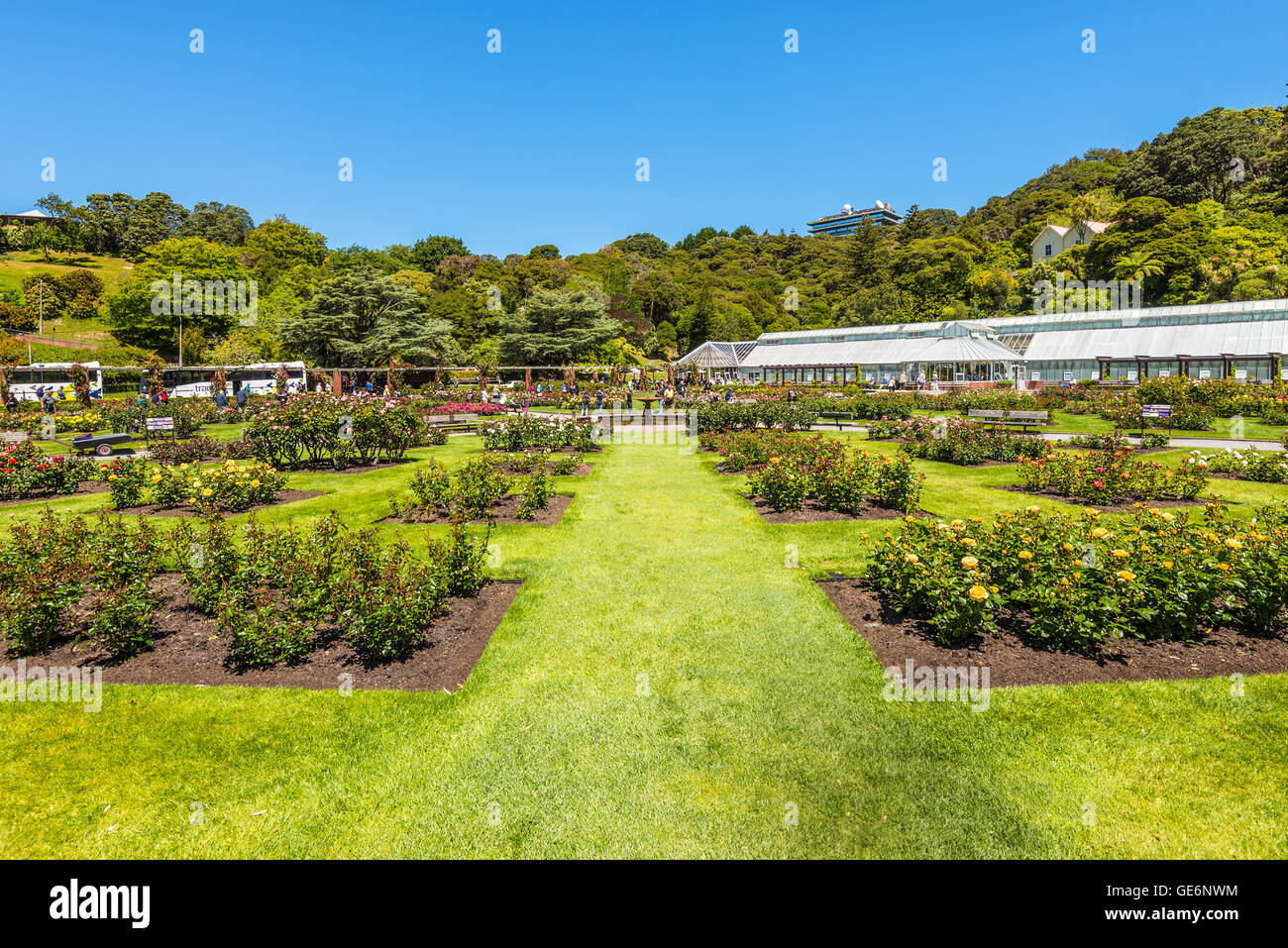 The Lady Norwood rose garden in the Wellington Botanic Garden, Wellington, New Zealand Stock Photo