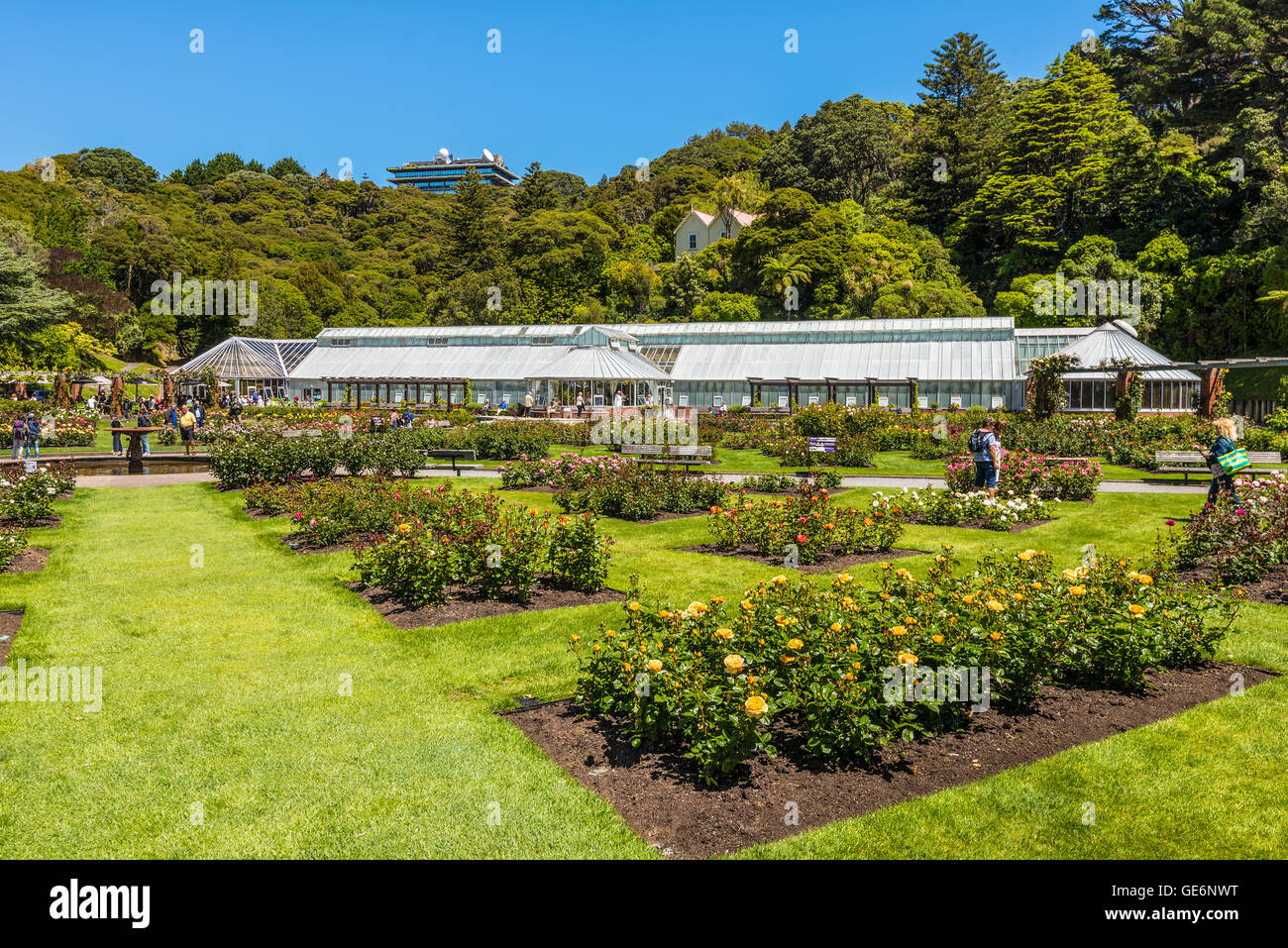 The Lady Norwood rose garden in the Wellington Botanic Garden, Wellington, New Zealand Stock Photo