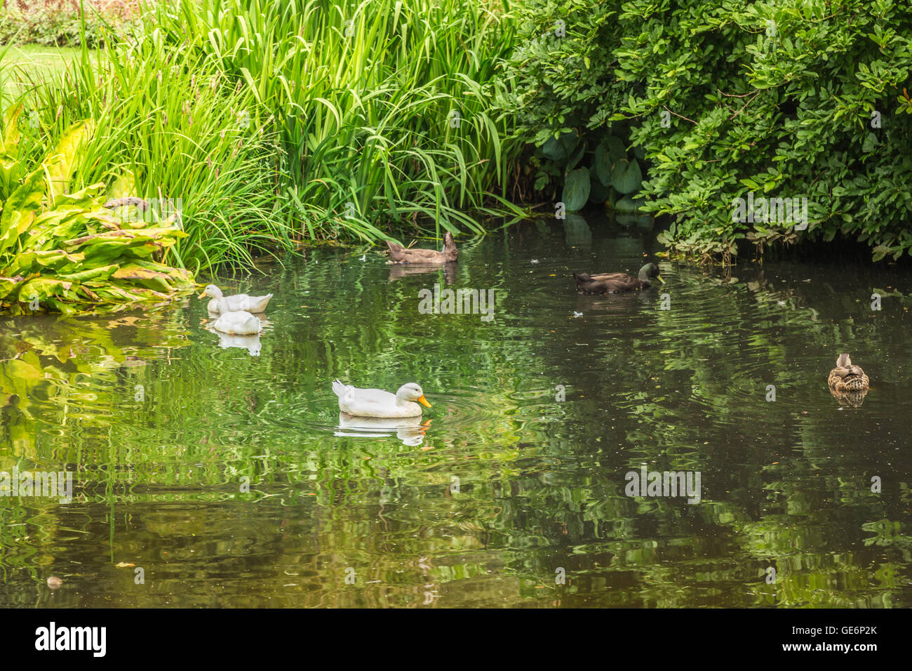 Ducks Swimming in a Pond Stock Photo Alamy