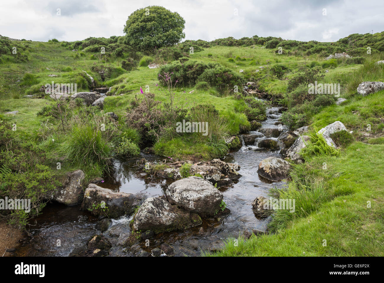 Junction of 2 streams flowing into the East Dart River north of Postbridge, Dartmoor National Park, Devon, England, UK Stock Photo