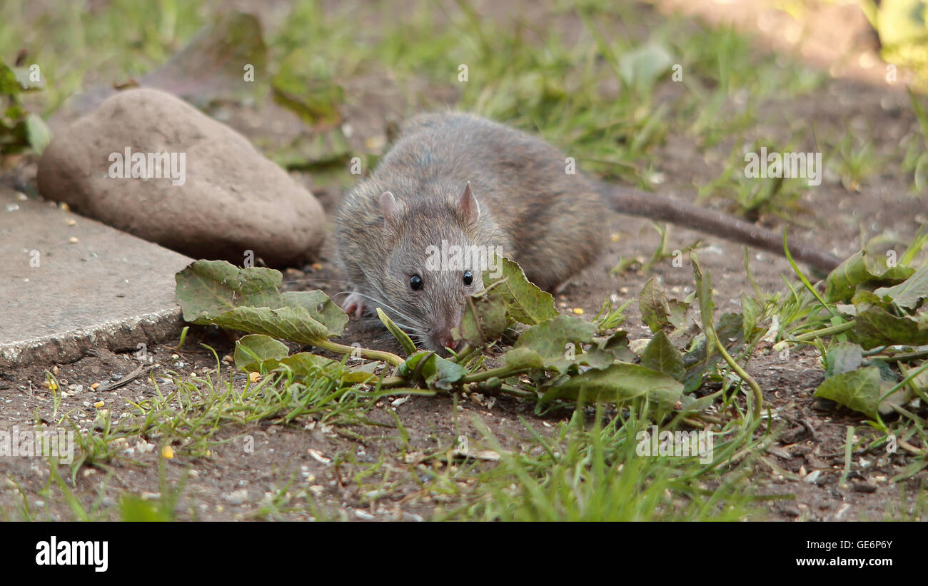 Rat Near Bird Feeders Stock Photos Rat Near Bird Feeders Stock