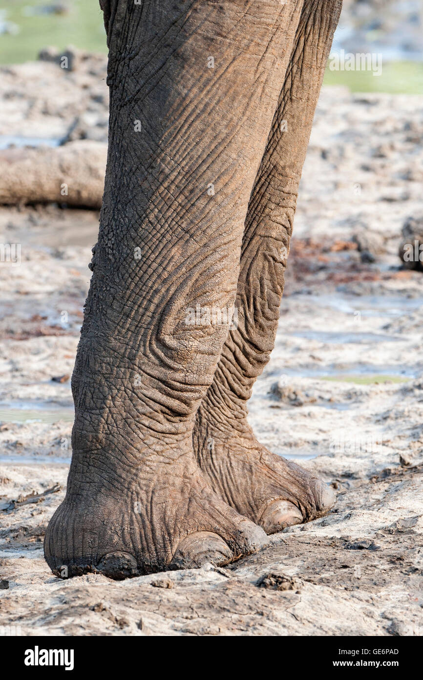 An abstract view of an elephants legs seen in Zimbabwe's Mana Pools