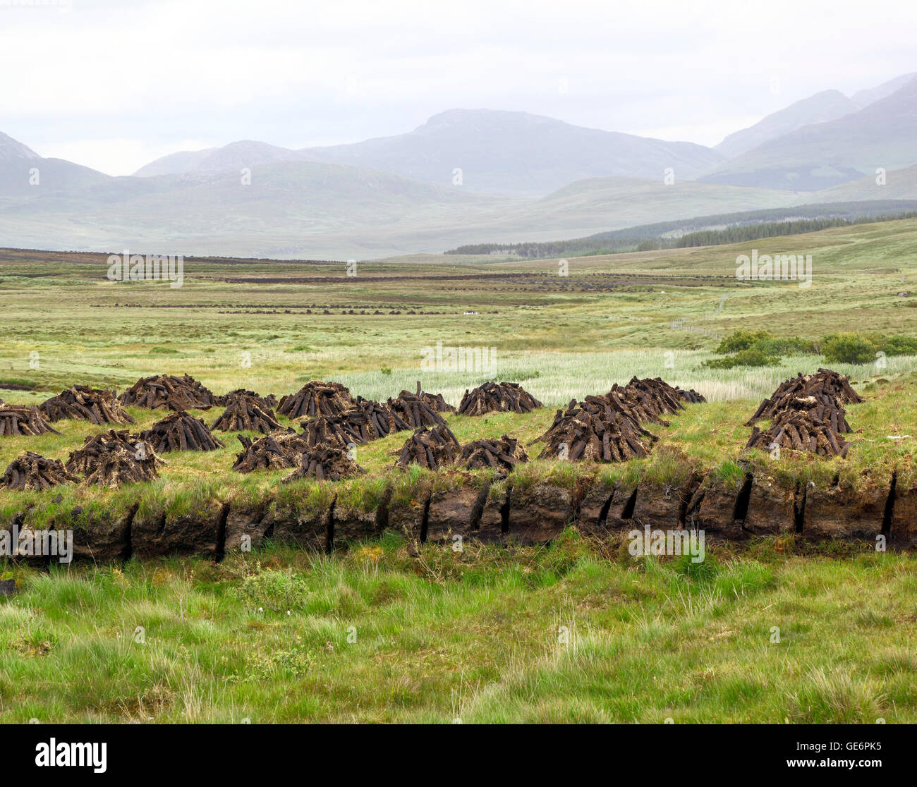 Peat Stock Photo