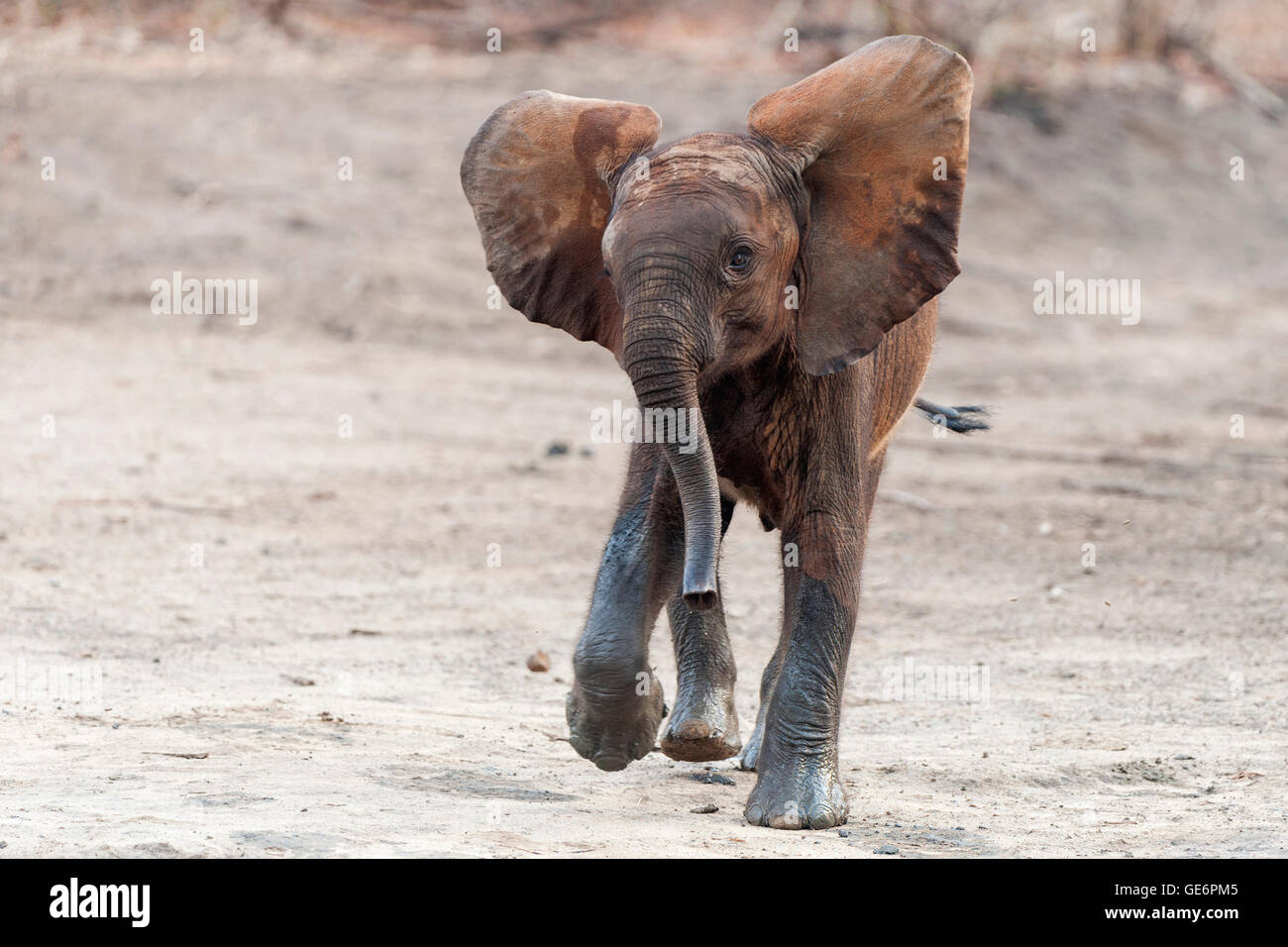 A young baby elephant does a mock charge in Zimbabwe's Mana Pools
