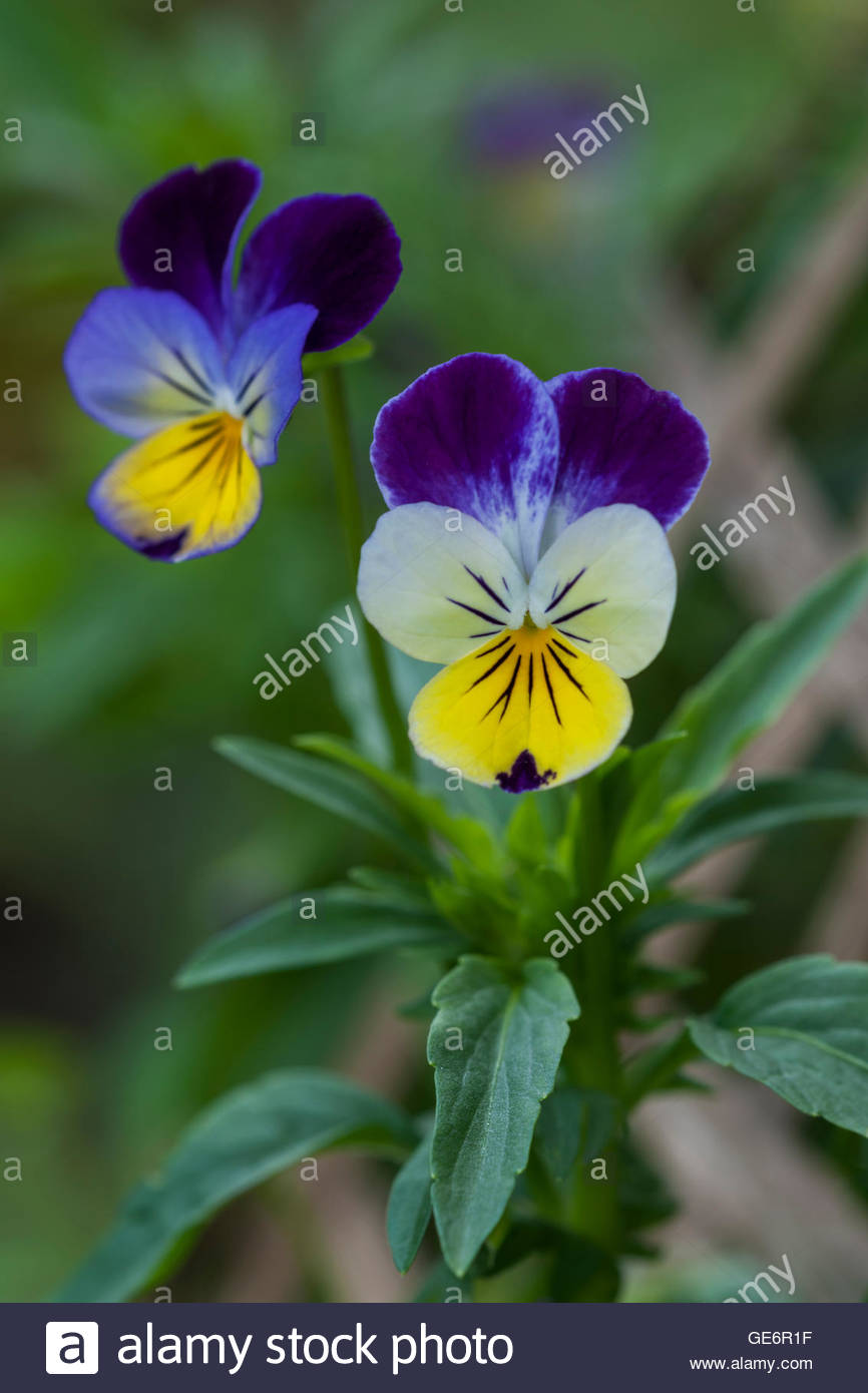 Viola Tricolor Wild Stock Photos & Viola Tricolor Wild Stock Images Alamy
