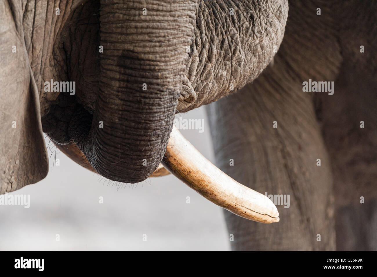 African elephant f hi-res stock photography and images - Alamy