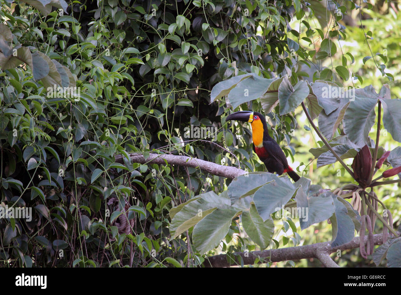 a rare bird called ramphastos toco most known in Brazil as Tucano Carioca Stock Photo